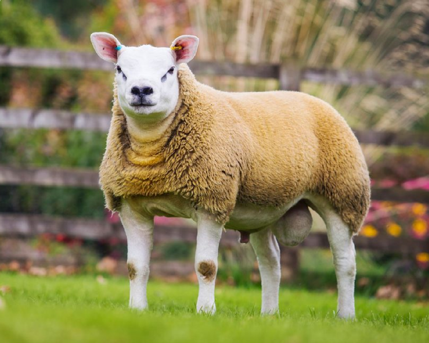 Texel sheep