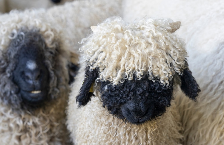 Valais Blacknose