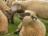 Vendéen Sheep
