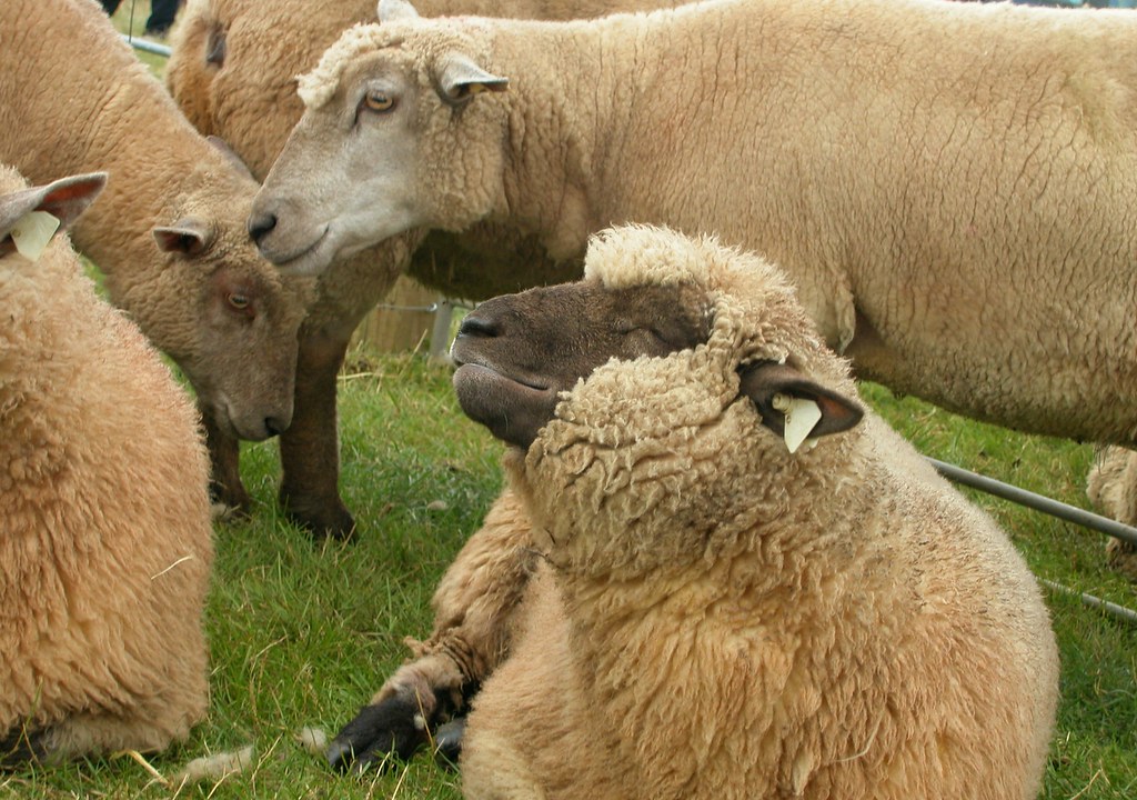 Vendéen Sheep