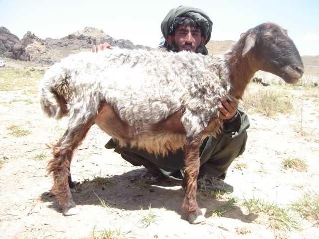 Waziri sheep