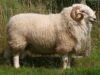 Welsh Mountain sheep