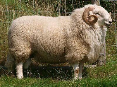 Welsh Mountain sheep