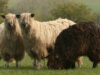 Wensleydale sheep
