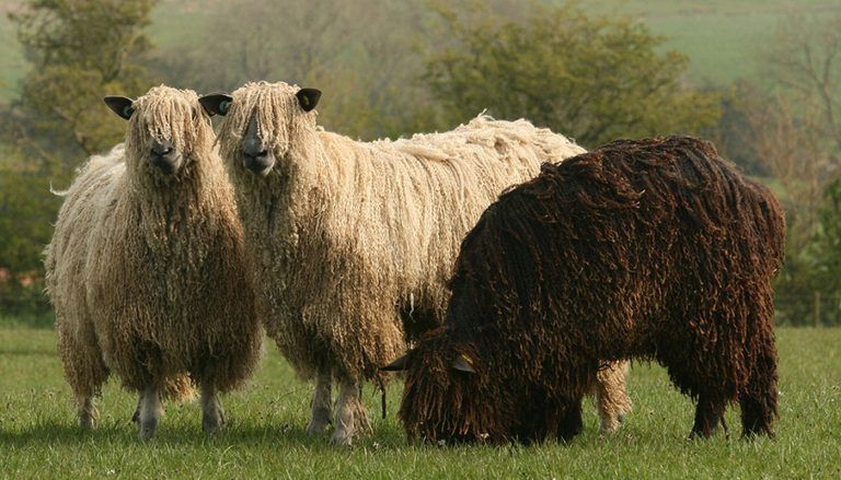 Wensleydale sheep