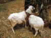 West African Dwarf sheep