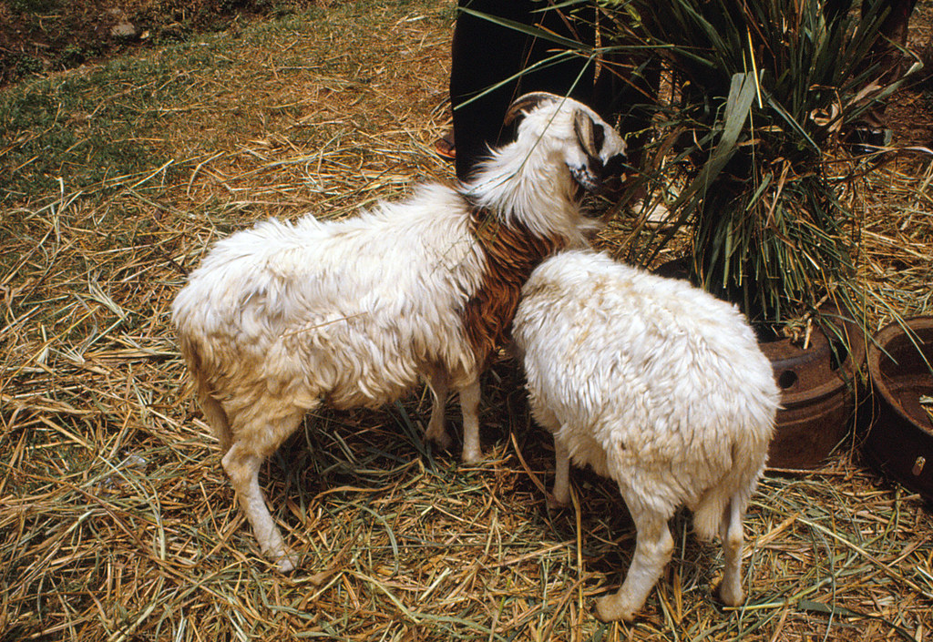 West African Dwarf sheep