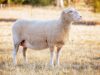 White Suffolk