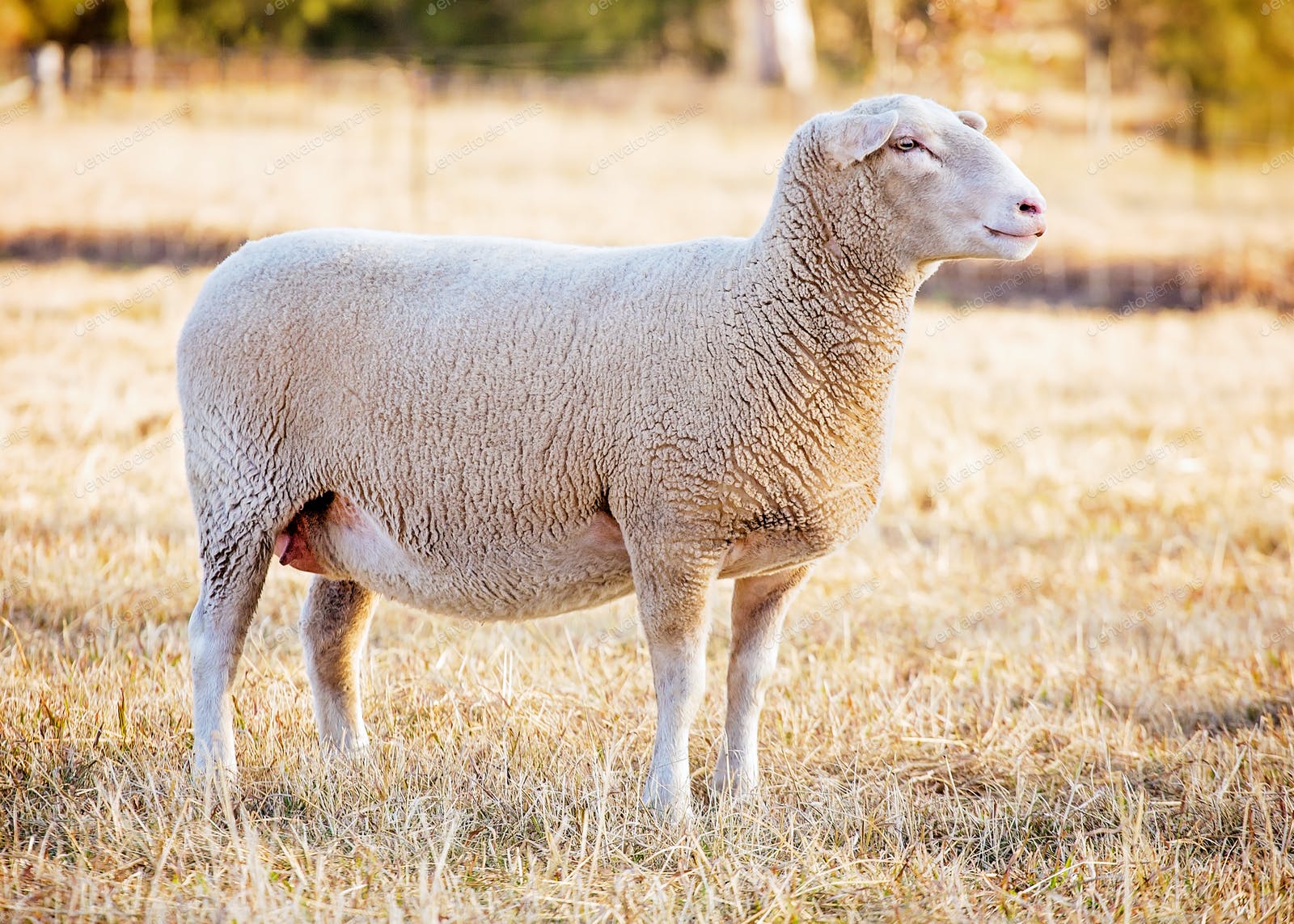 White Suffolk