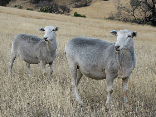 Wiltipoll Sheep