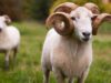 Wiltshire Horn Sheep