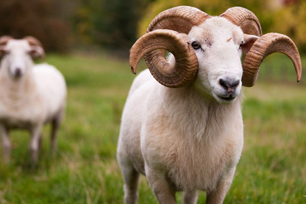 Wiltshire Horn Sheep
