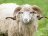 Xalda Sheep