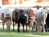 Zulu sheep