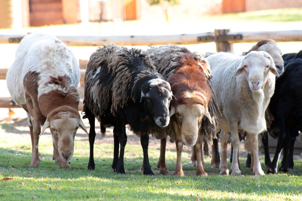 Zulu sheep