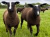 Zwartbles Sheep