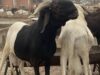 Uda sheep