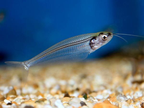 African glass catfish | African fish