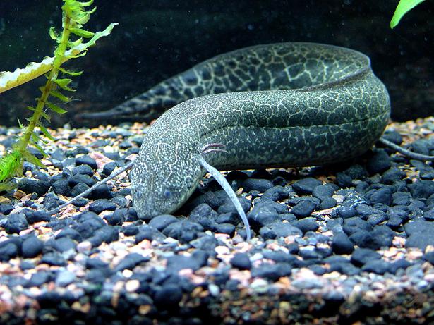 African lungfish