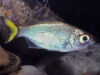 Aholehole Fish