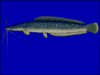 Air Breathing catfish
