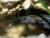 Airsac catfish