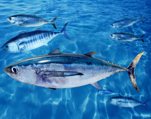 Albacore Fish