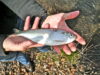 Alewife fish