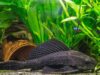 Algae eater Fish