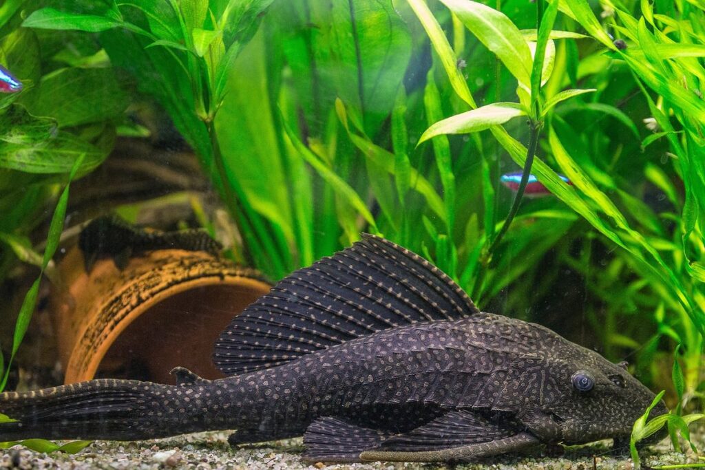 Algae eater fish native breed