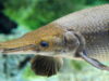 Alligator gar
