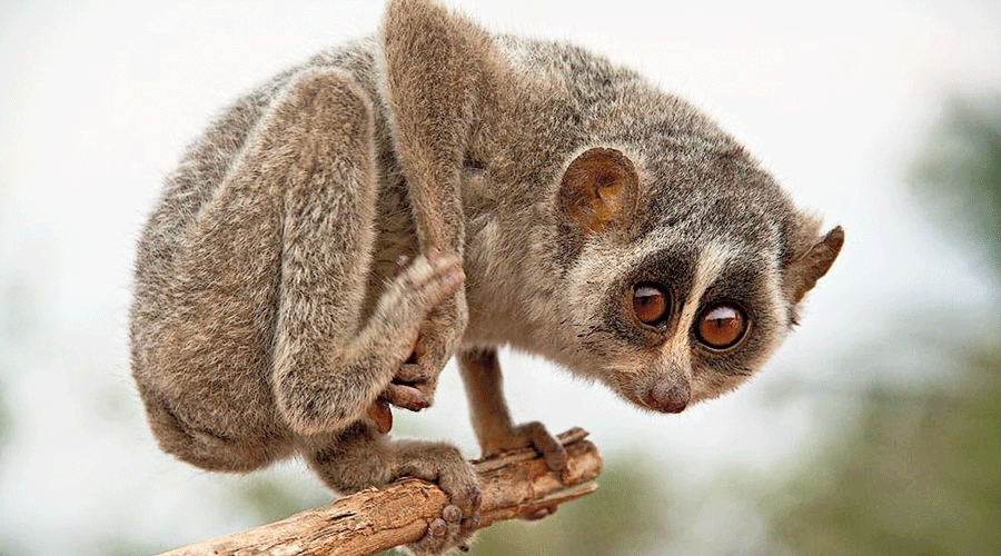 Slender loris | Thevangu | unahapuluwa | Devanga-pilli | Arawe-papa