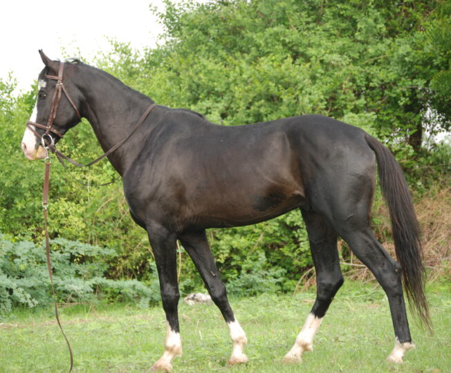 Marwari horse showing distinctive inward-curving ears — native breed from Rajasthan India