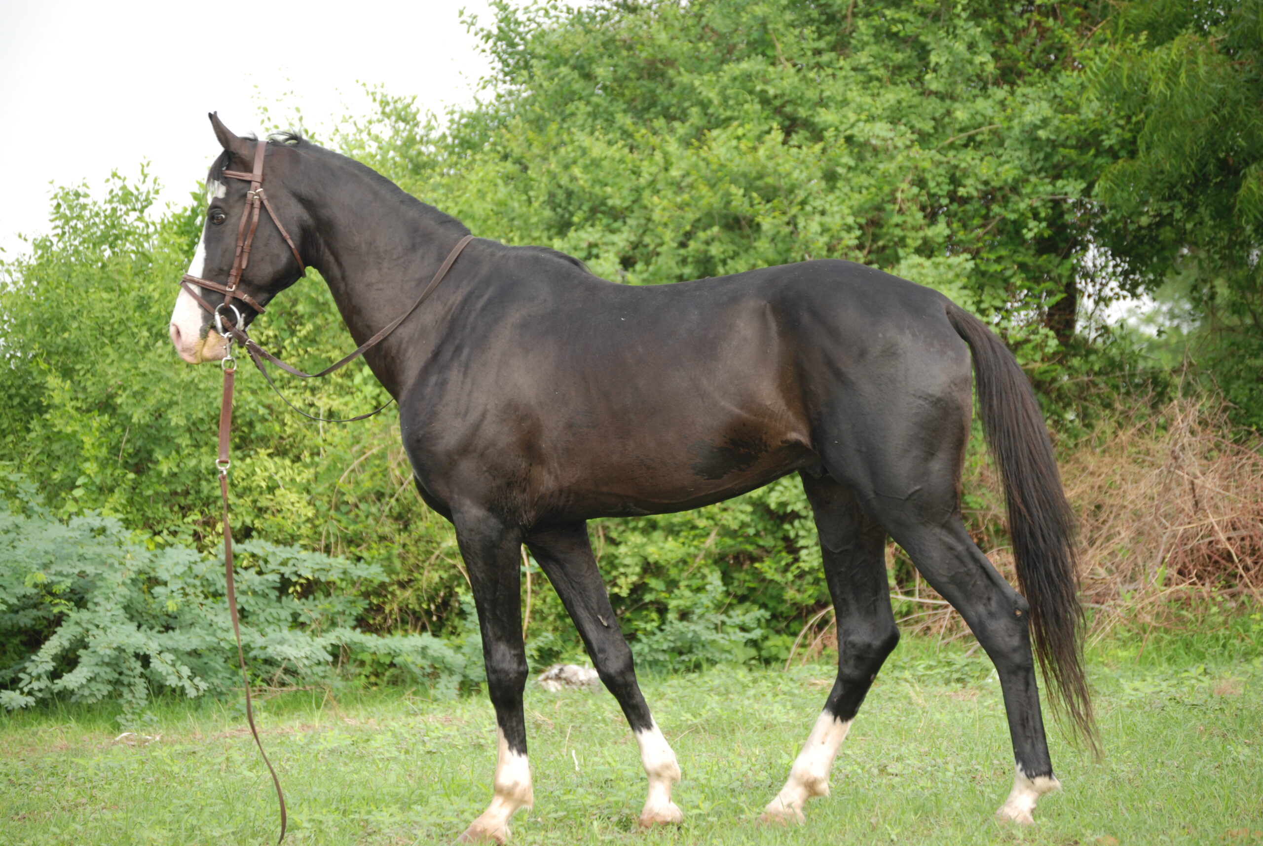 Marwari horse showing distinctive inward-curving ears — native breed from Rajasthan India