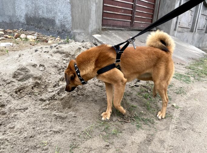 Bakharwal dog — ancient Himalayan livestock guardian from Kashmir India