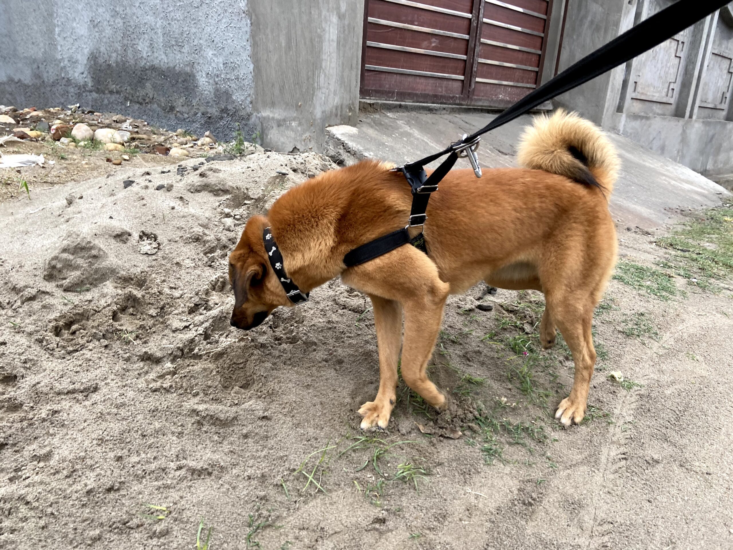 Bakharwal dog — ancient Himalayan livestock guardian from Kashmir India